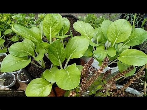 pechay picture drawing|Efficient Way of Growing Pechay (Petsay) at Home .